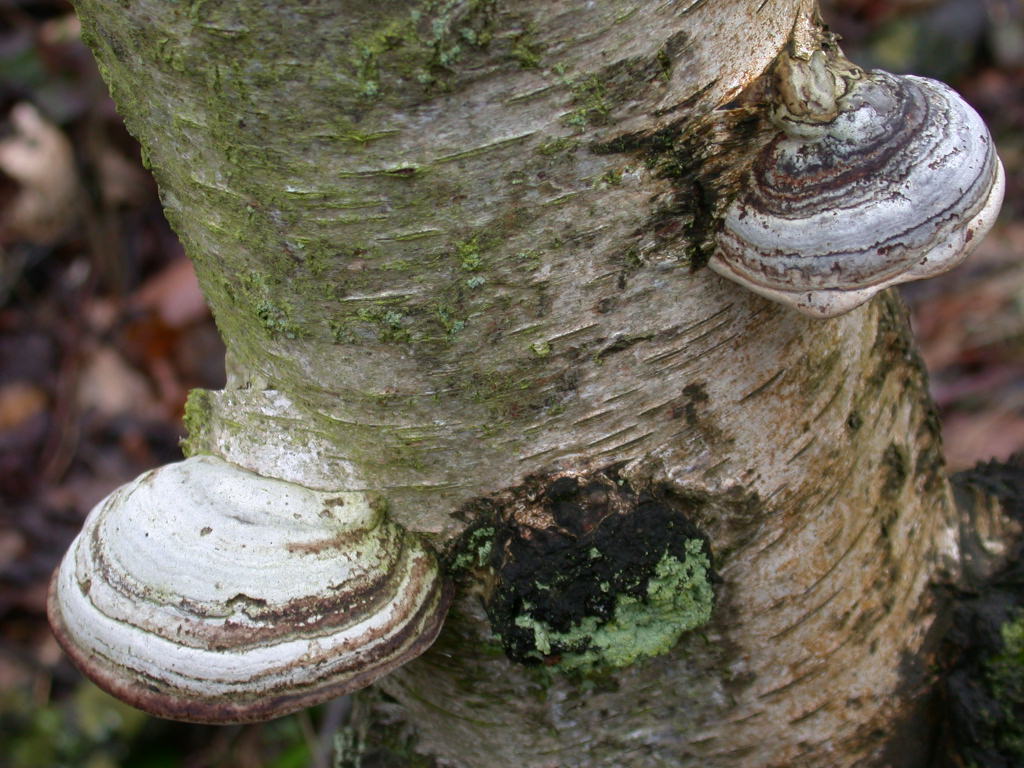 Fomes fomentarius - Sta nascendo un ...???  QUIZ